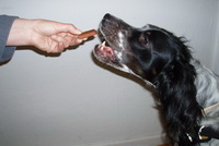 Hund